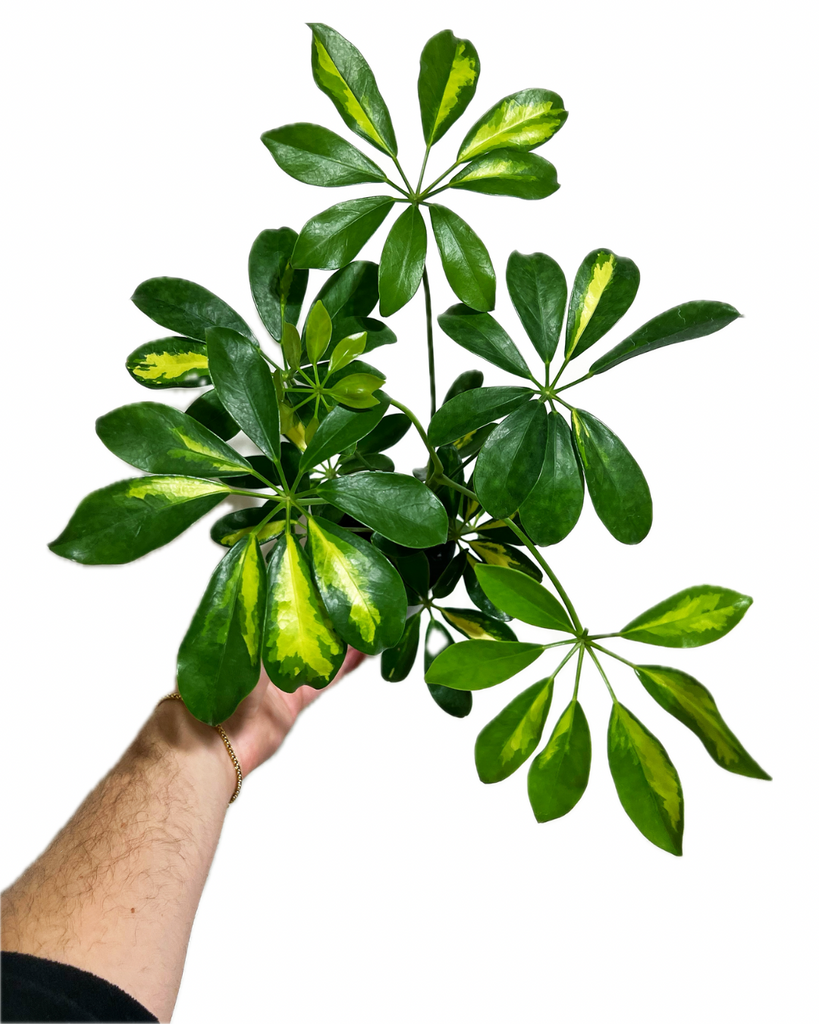 schefflera arboricola trinette Schefflera Arboricola 'Trinette'