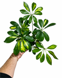 Schefflera Arboricola 'Trinette'