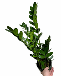 Zamioculcas Zamiifolia | Plante ZZ