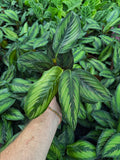 Calathea 'Beauty Star'