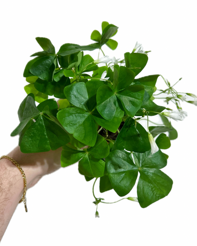 Oxalis Triangularis Green 