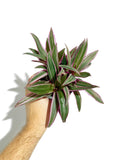 Tradescantia Spathaceae 'Tricolor'