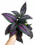 Strobilanthes Dyerianus | Persian Shield