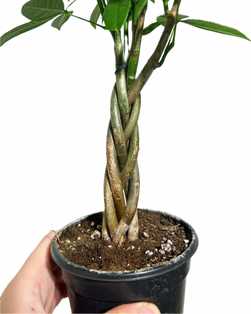 lowes braided money tree Pachira Aquatica Braided