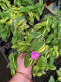 Tradescantia Sillamontana Variegata