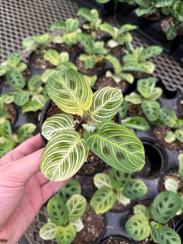 Maranta Leuconeura 'Gold Lines'