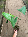 Alocasia 'Zebrina'