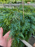 Selaginella Uncinata | Peacock Moss
