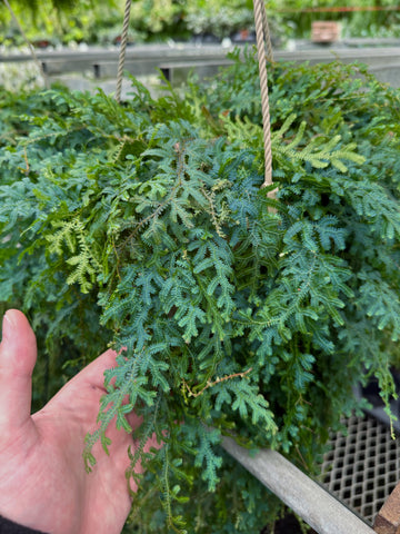 Selaginella Uncinata | Peacock Moss