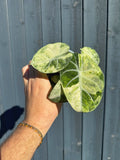 Alocasia 'Ninja Mint Variegata' | Alocasia reginula ‘Ninja’