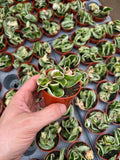 Hoya Carnosa Compacta Variegata |  Hoya Hindu Rope