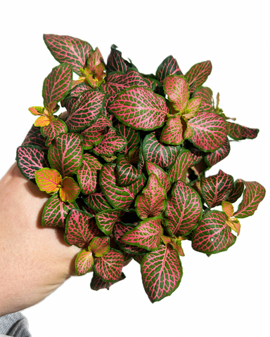 Fittonia 'Pink Ruby Lime'