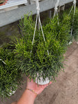 Rhipsalis 'Burchellii'