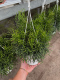 Rhipsalis 'Burchellii'