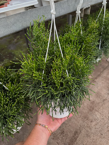 Rhipsalis 'Burchellii'