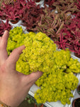 Sedum Japonicum 'Tokyo Sun'