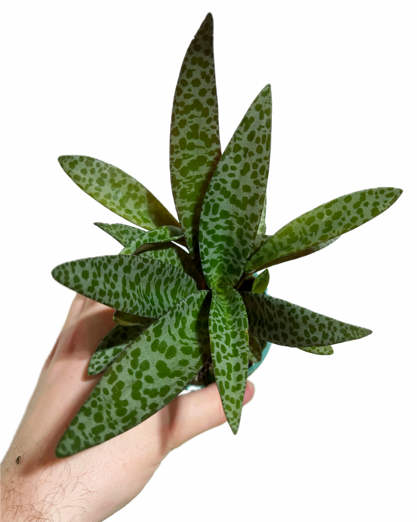 leopard plant succulent Ledebouria Socialis