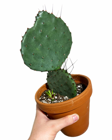 Opuntia cactus in pot