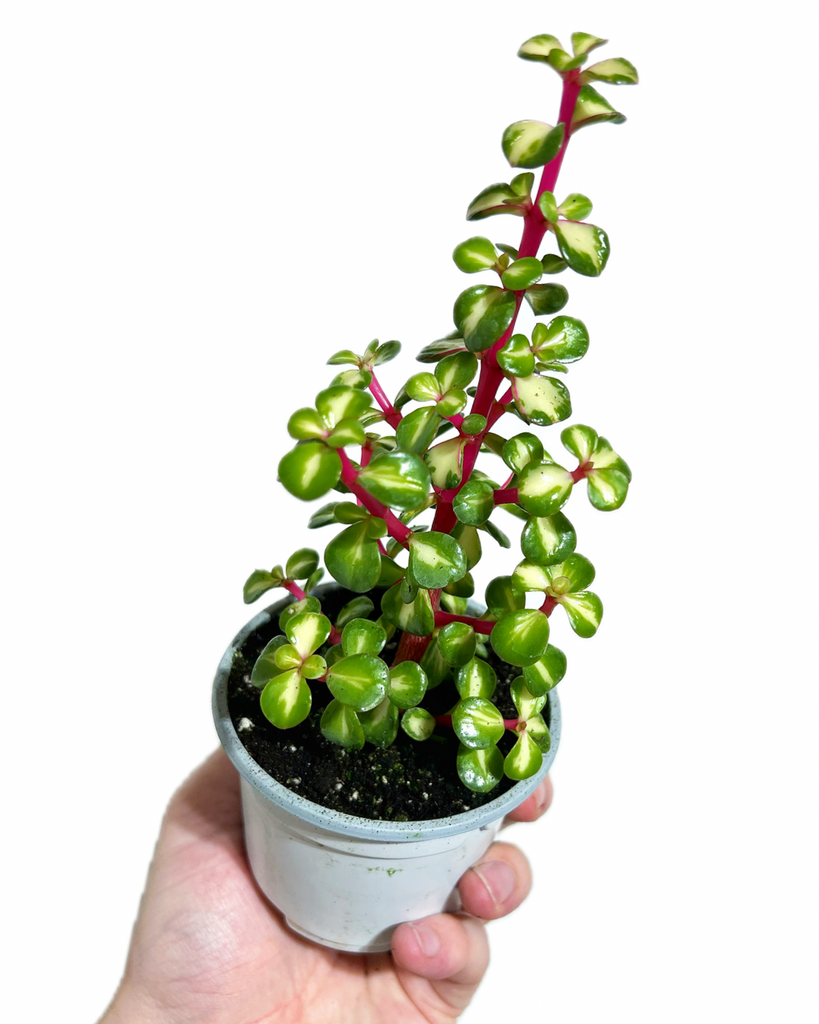 medio picta portulacaria afra Portulacaria Afra 'Medio-Picta'