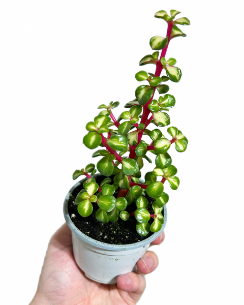 portulacaria afra medio picta care Portulacaria Afra 'Medio-Picta' – Végétal Design Qc