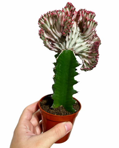 Euphorbia Lactea Greffé 'Corail' | Cactus Corail