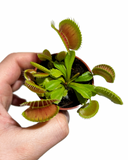 Dionaea Muscipula | Venus Fly Trap