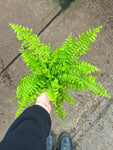 Nephrolepis Exaltata 'Tiger Fern' | Boston Fern