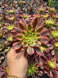 Aeonium 'Mardi Gras'
