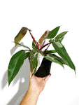 Philodendron 'Pink Princess'