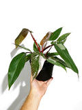 Philodendron 'Pink Princess'
