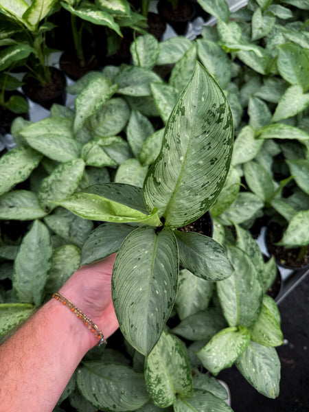dieffenbachia corsii Dieffenbachia 'Memoria corsii' – Végétal Design Qc