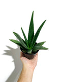 Aloe Vera 'Barbadensis' | Aloe