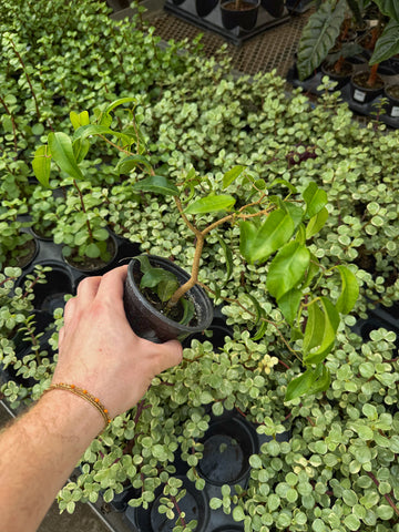 Ficus Benjamina 'Wiandi' – Végétal Design Qc