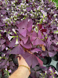 Oxalis triangularis | Oxalide Pourpre