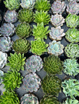 Succulent Mix