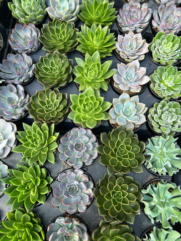 Succulent Mix