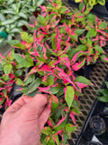 Alternanthera Ficoidea 'Party Time'