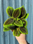 Pilea Involucrata 'Moon Valley'