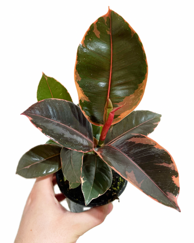Ficus Elastica 'Ruby' | Ficus Caoutchouc