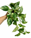 Epipremnum aureum 'Marble Queen' | Pothos 'Marble Queen'