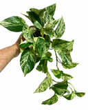 Epipremnum aureum 'Marble Queen' | Pothos 'Marble Queen'