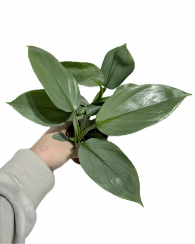 Philodendron Hastatum | Philodendron 'Silver Sword'