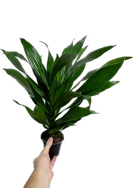 dracaena janet craig wikipedia Dracaena Fragans 'Janet Craig' – Végétal Design Qc