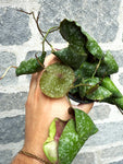 Hoya Imbricata