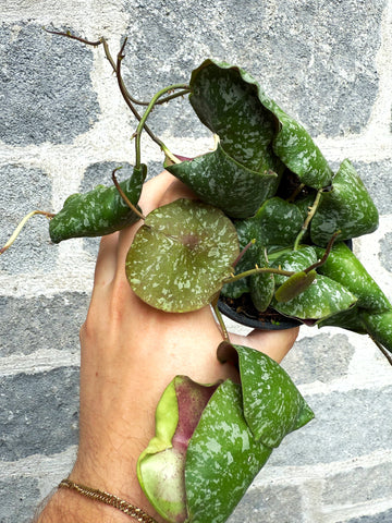 Hoya Imbricata