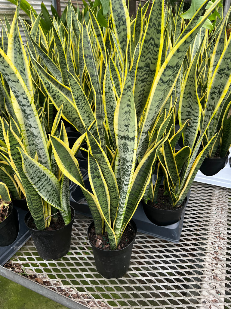 sansevieria trifasciata laurentii Sansevieria Trifasciata 'Laurentii'