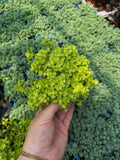 Sedum Makinoi 'Ogon' | Golden Japanese Stonecrop