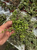 Dischidia Nummularia | Snail plant
