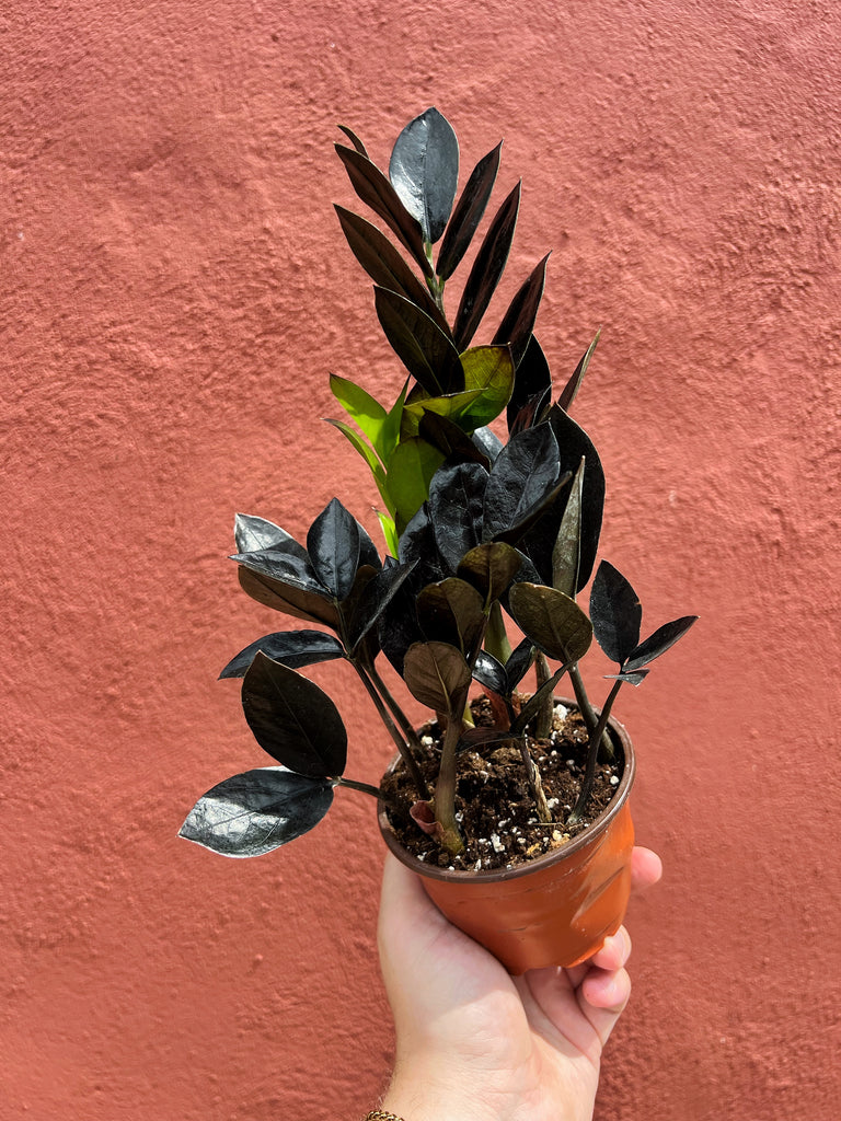 plante zz prix Zamioculcas Zamiifolia 'Raven'