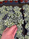 Fittonia 'Mini White'
